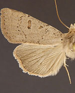 Abagrotis erratica