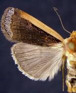 Abagrotis bimarginalis