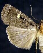 Abagrotis glenni