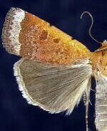 Abagrotis nefascia