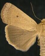 Abagrotis orbis