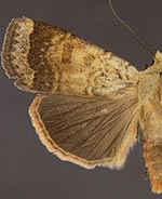 Abagrotis mexicana