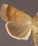 Abagrotis mexicana