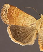 Abagrotis mexicana