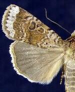 Abagrotis scopeops