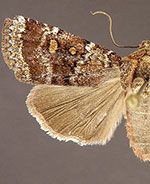 Abagrotis pulchrata