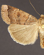 Abagrotis placida