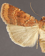 Abagrotis placida