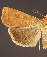 Abagrotis dickeli