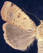 Abagrotis cupida