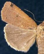 Abagrotis magnicupida