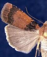 Abagrotis brunneipennis