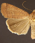 Abagrotis belfragei