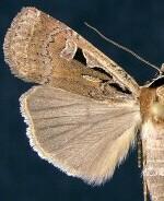 Parabagrotis formalis