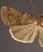 Pronoctua peabodyae