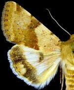 Heliothis phloxiphaga