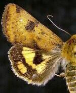 Heliothis acesias