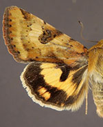 Heliothis australis