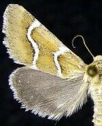 Schinia biundulata