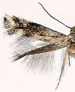 Elachista cerasella