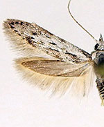 Hypatopa vestaliella