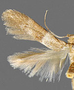 Pigritia fidella