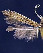 Coleophora JFL142