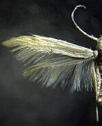 Coleophora alticolella