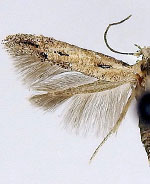 Mompha brevivittella