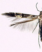 Cosmopterix nitens