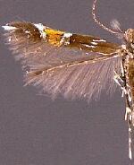 Cosmopterix pulchrimella