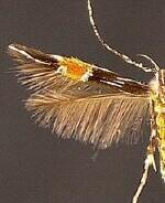 Cosmopterix attenuatella