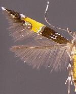 Cosmopterix montisella