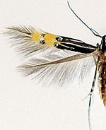 Cosmopterix dapifera