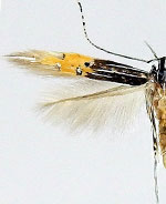 Cosmopterix quadrilineella