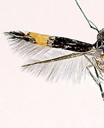 Cosmopterix teligera