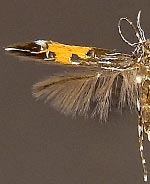 Cosmopterix chalybaeella