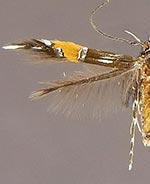 Cosmopterix gemmiferella