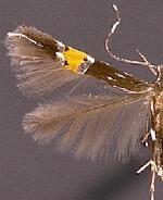 Cosmopterix clemensella