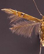 Cosmopterix fernaldella