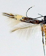 Cosmopterix floridanella