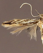 Eralea albalineella