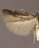 Periploca ceanothiella