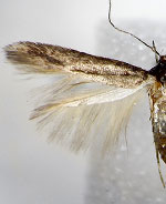 Periploca juniperi
