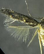 Ithome curvipunctella