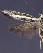 Landryia albilineata