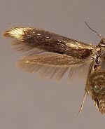 Scythris basilaris