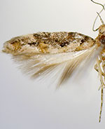 Aristotelia calens