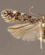 Glauce pectenalaeella