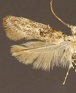 Agnippe biscolorella